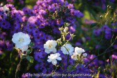 kleine weiße und Aster