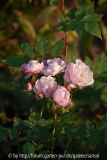 Blush Noisette