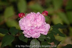Jacques Cartier