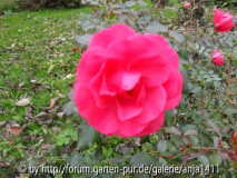 Rose 2