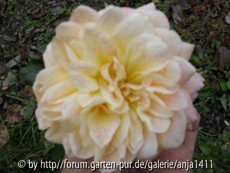 Rose 3