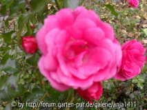 Rose 4