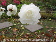 Rose 5