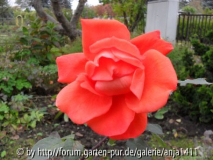 Rose 6
