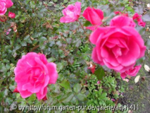 Rose 7