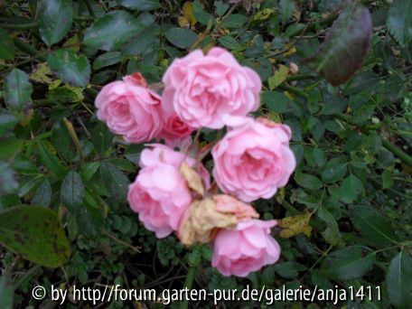 Rose 8