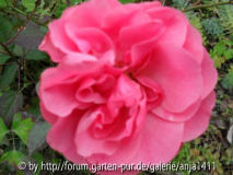 Rose 9