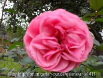 Rose 10