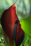 Arum pictum