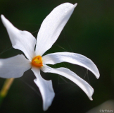 Narcissus serotinus