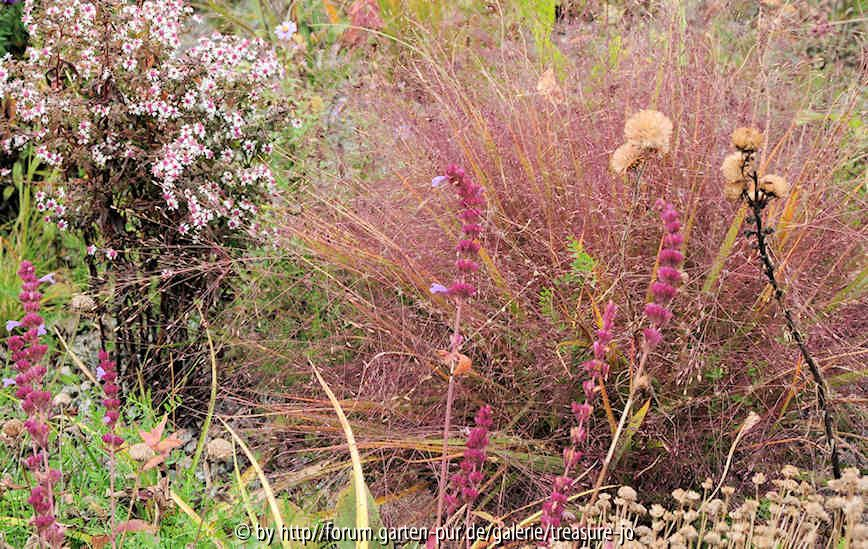 Eragrostis spectablis