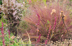 Eragrostis spectablis
