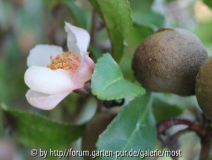 Sinensis Rosa 2010.jpg