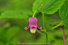 Clematis dasyandra