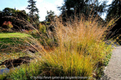 Molinia arundinacea