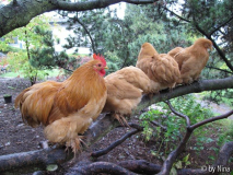 Hühner in Pinus mugo