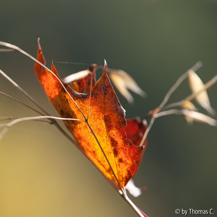 Herbstfarben 01