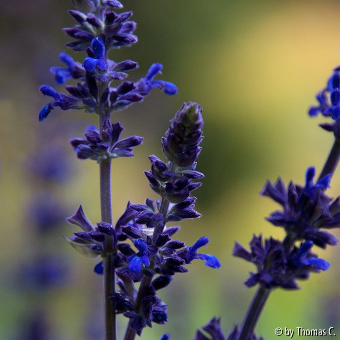 Herbstfarben 03