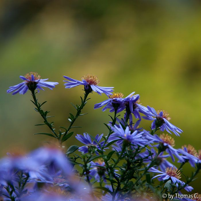 Herbstfarben 04