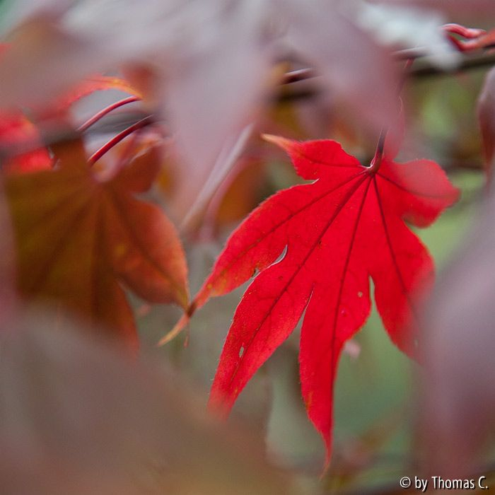 Herbstfarben 05