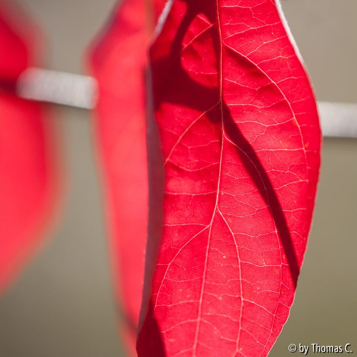 Herbstfarben 06