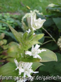 Tricyrtis hirta 'Alba'