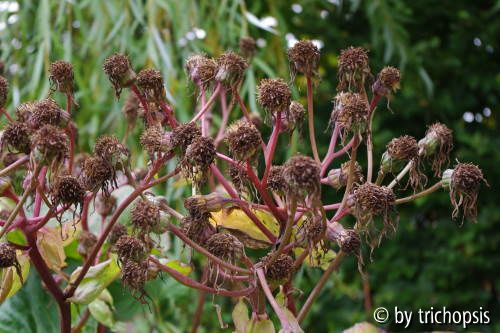 Ligularia