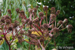 Ligularia