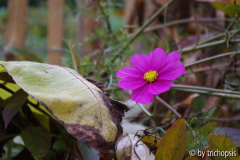 Lichtblick Cosmea