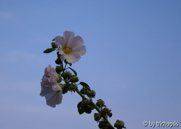Stockrose