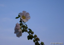Stockrose