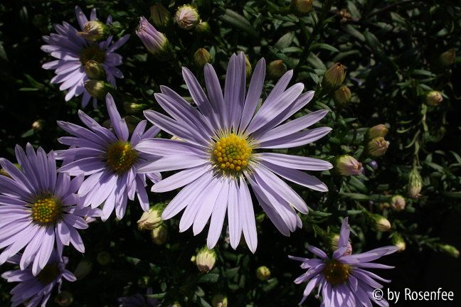 Aster