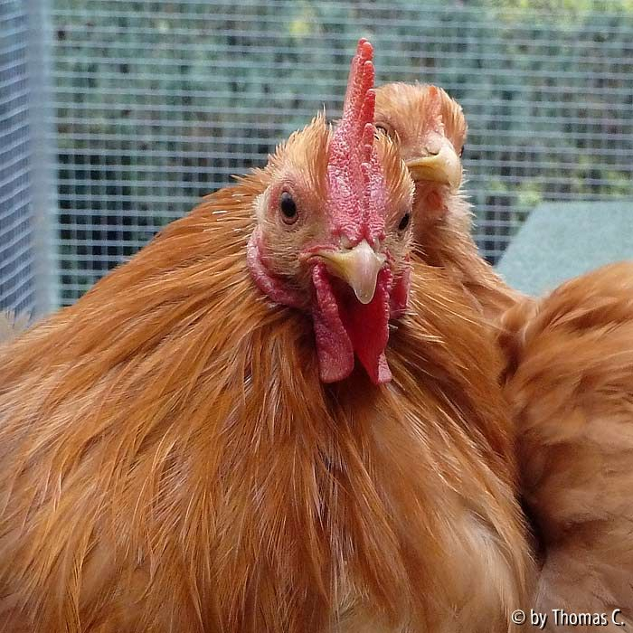 Hähnchen nah mit Weitwinkel-Makro