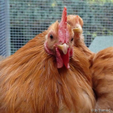 Hähnchen nah mit Weitwinkel-Makro
