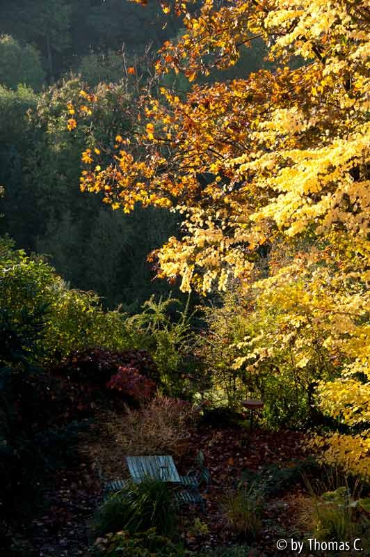 Morgenlicht