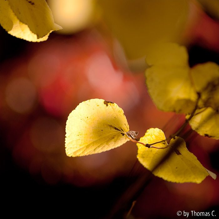 Herbst-Gelbrot mit 180 mm