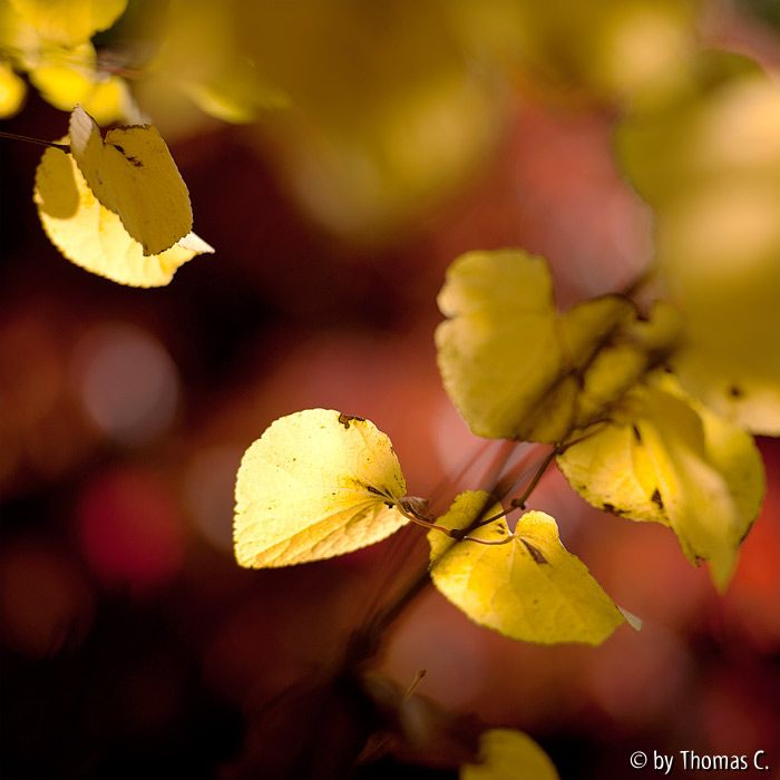 Herbst-Gelbrot mit 70-200 mm