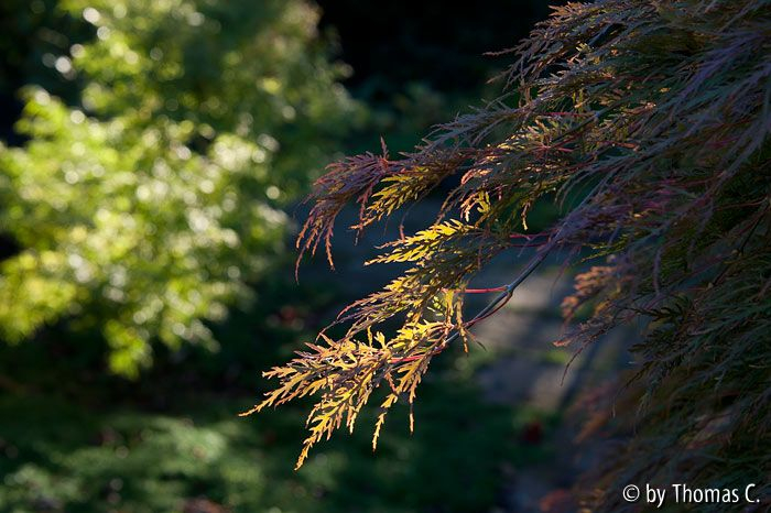 Acer-Ensemble 2