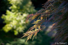 Acer-Ensemble 3