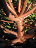 Daphne tangutica