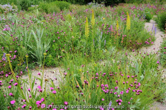 Prairie Meadow 1