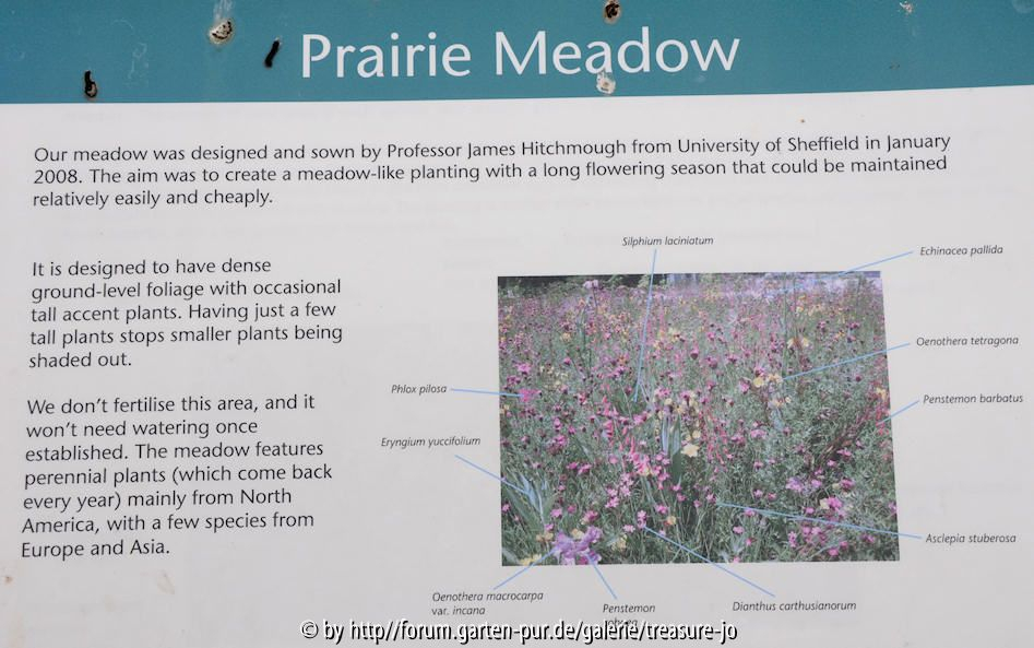 Prairie Meadow 2
