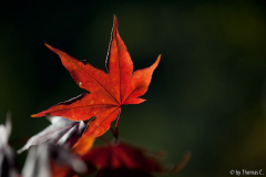Aceroktoberrot