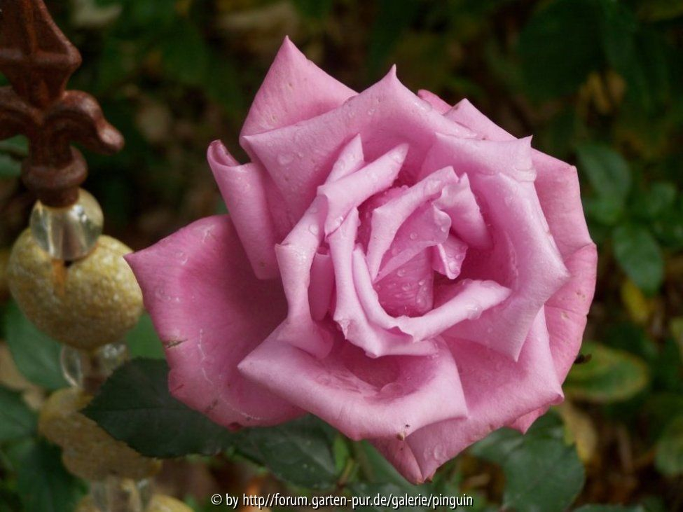 Mauve Melodee Blüte