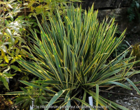 Yucca 'Bright Edge' Detail