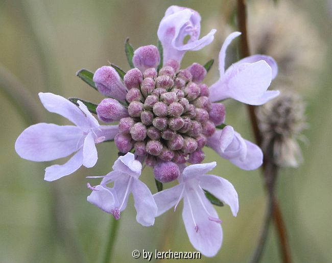 Tauben-Skabiose (Scabiosa columbaria)