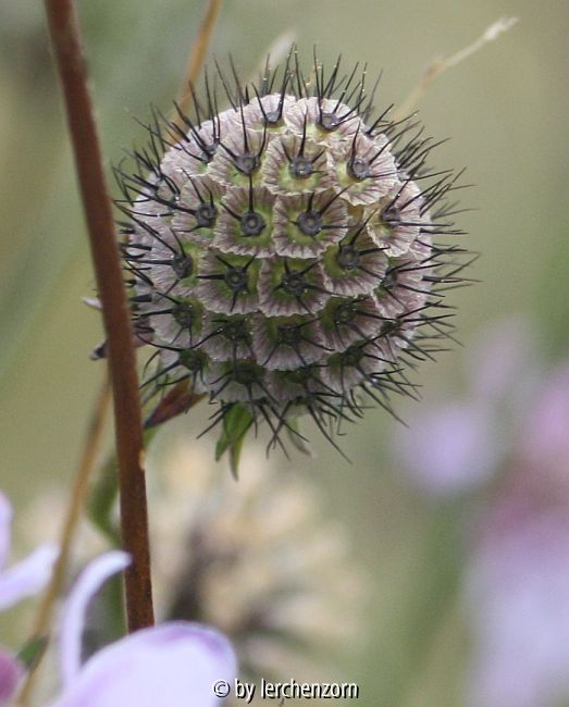 Tauben-Skabiose (Scabiosa columbaria), Fruchtstand