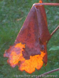 Macleaya cordata