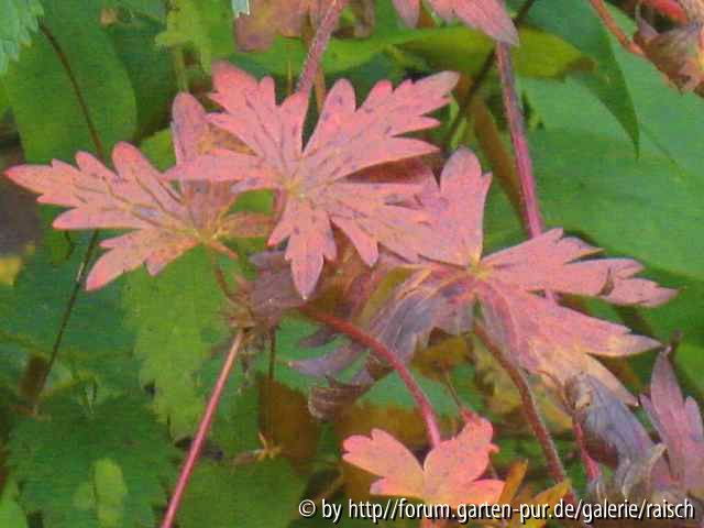 Geranium pratense