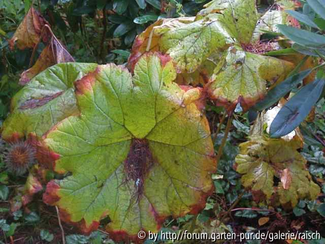 Darmera peltata